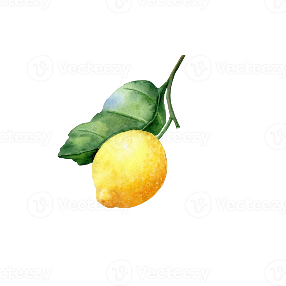 Hand-drawn lemon with leaf png