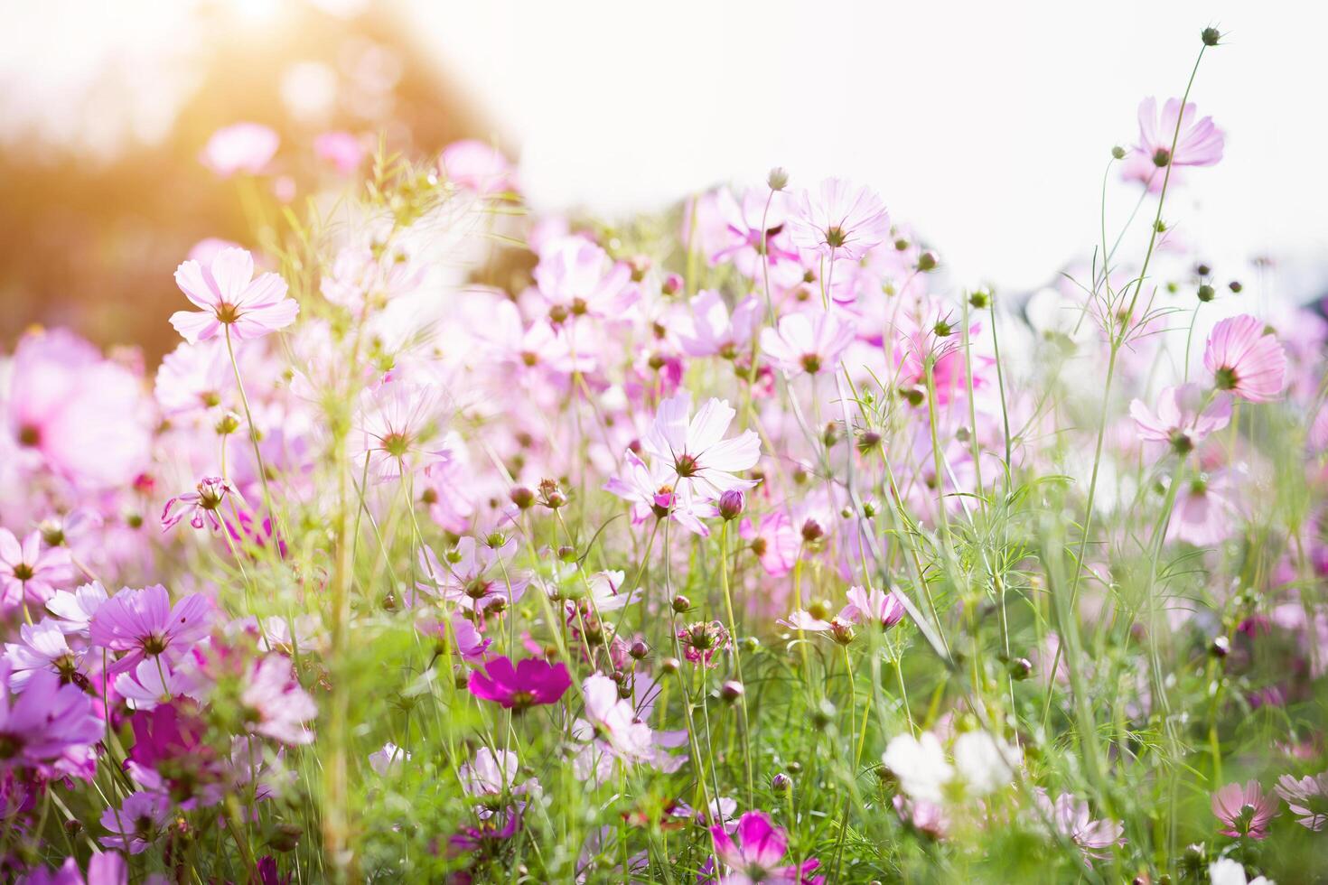 Cosmos flower in garden. photo