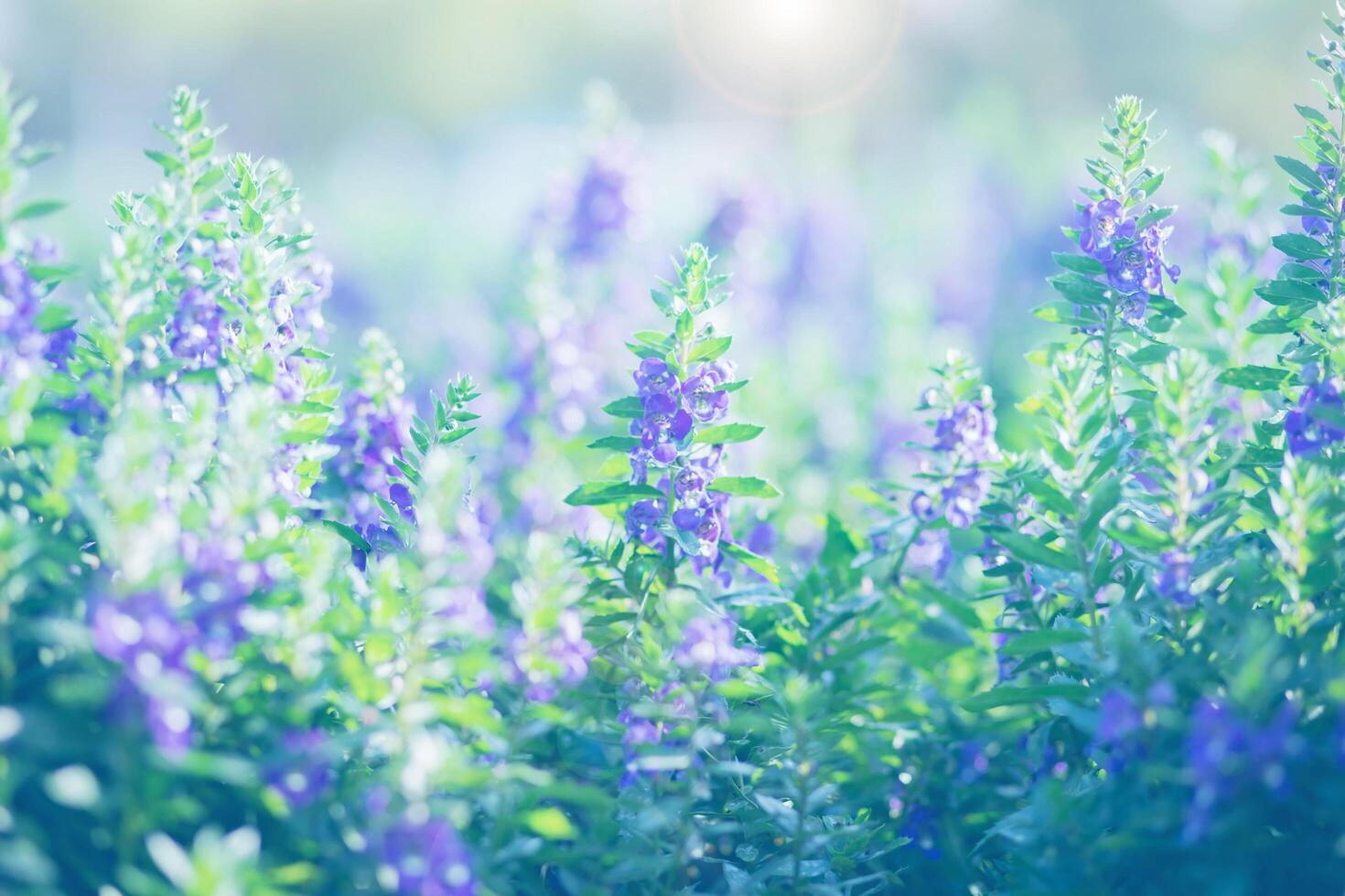 blooming flower in summer photo