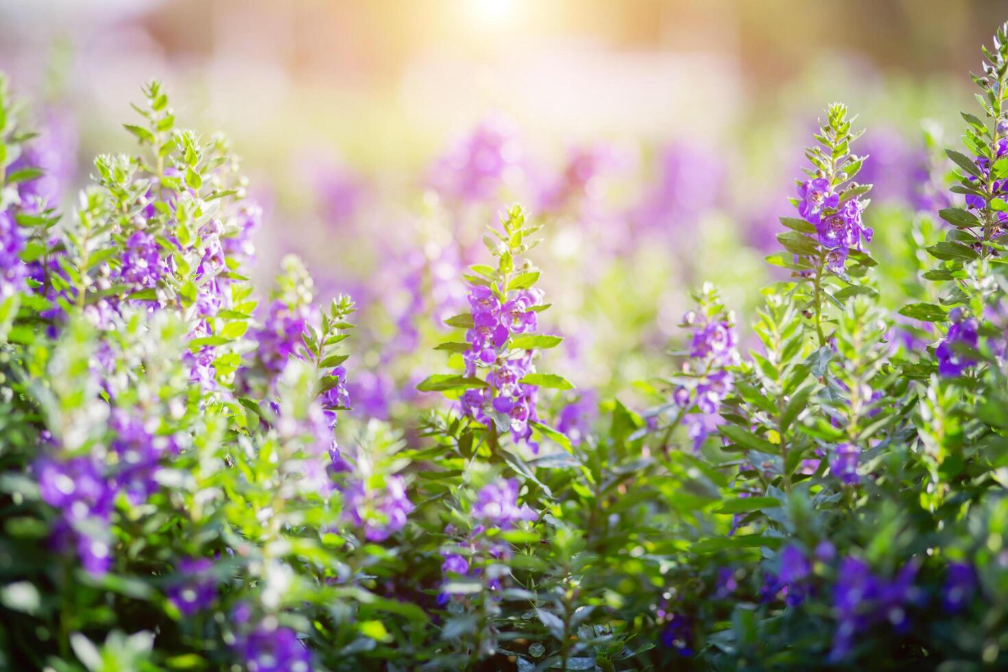 art blooming flower in summer photo