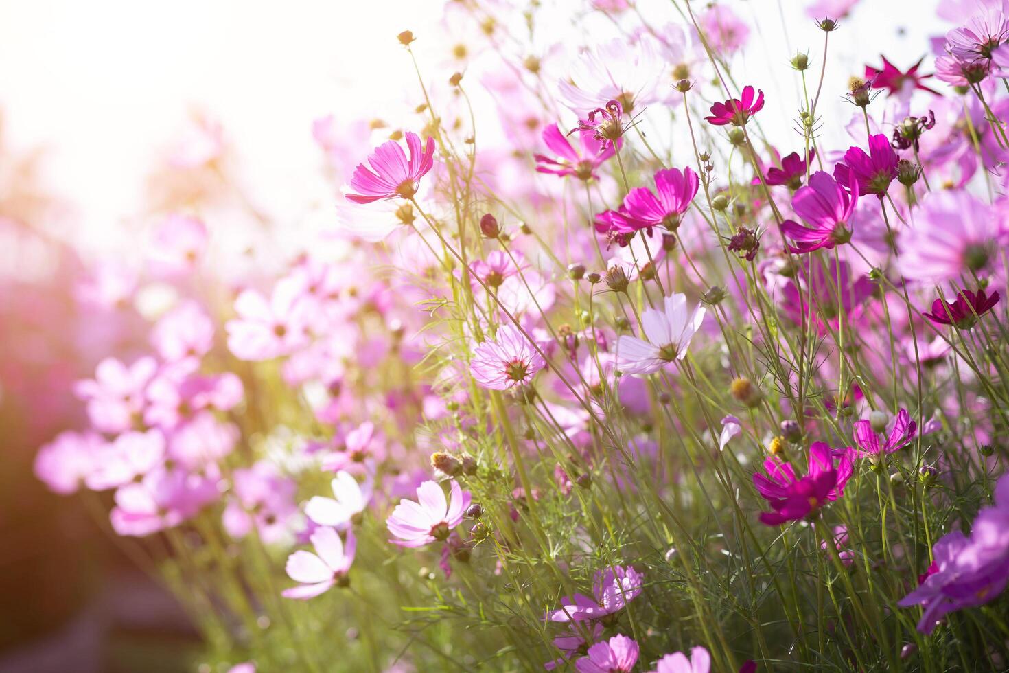 Cosmos flower. in garden. photo