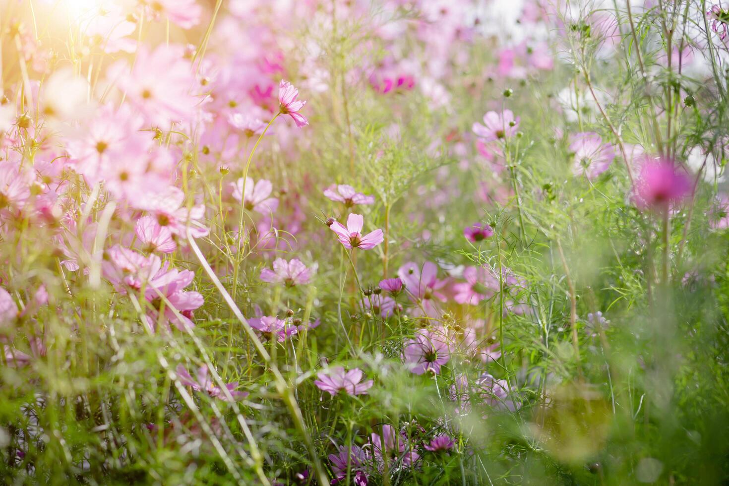 Cosmos flower in blossom photo