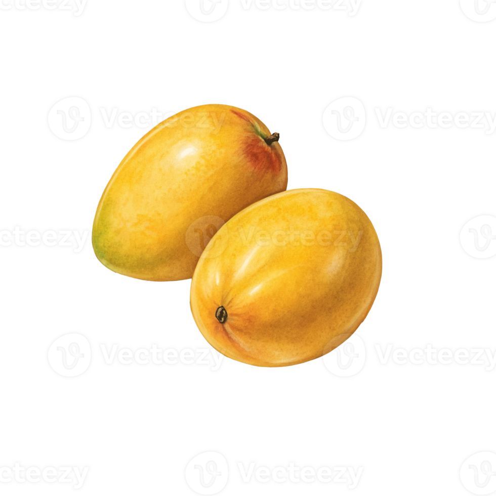 Two ripe yellow mangoes isolated on transparent background png