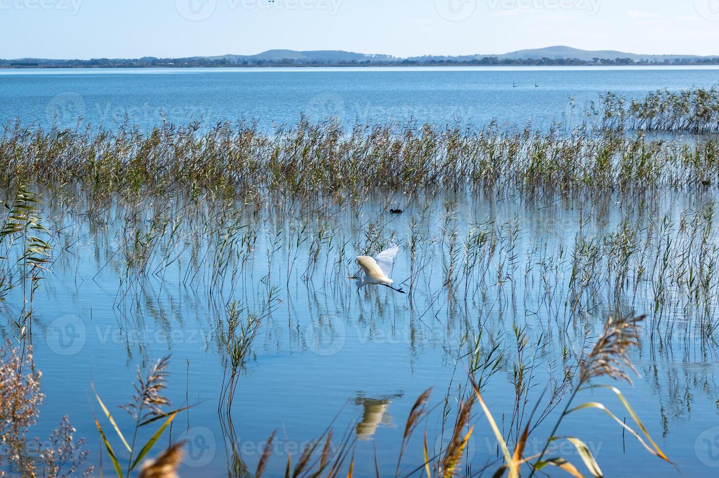 Plumed egret taking flight over Lake Colac, Victoria, Australia photo
