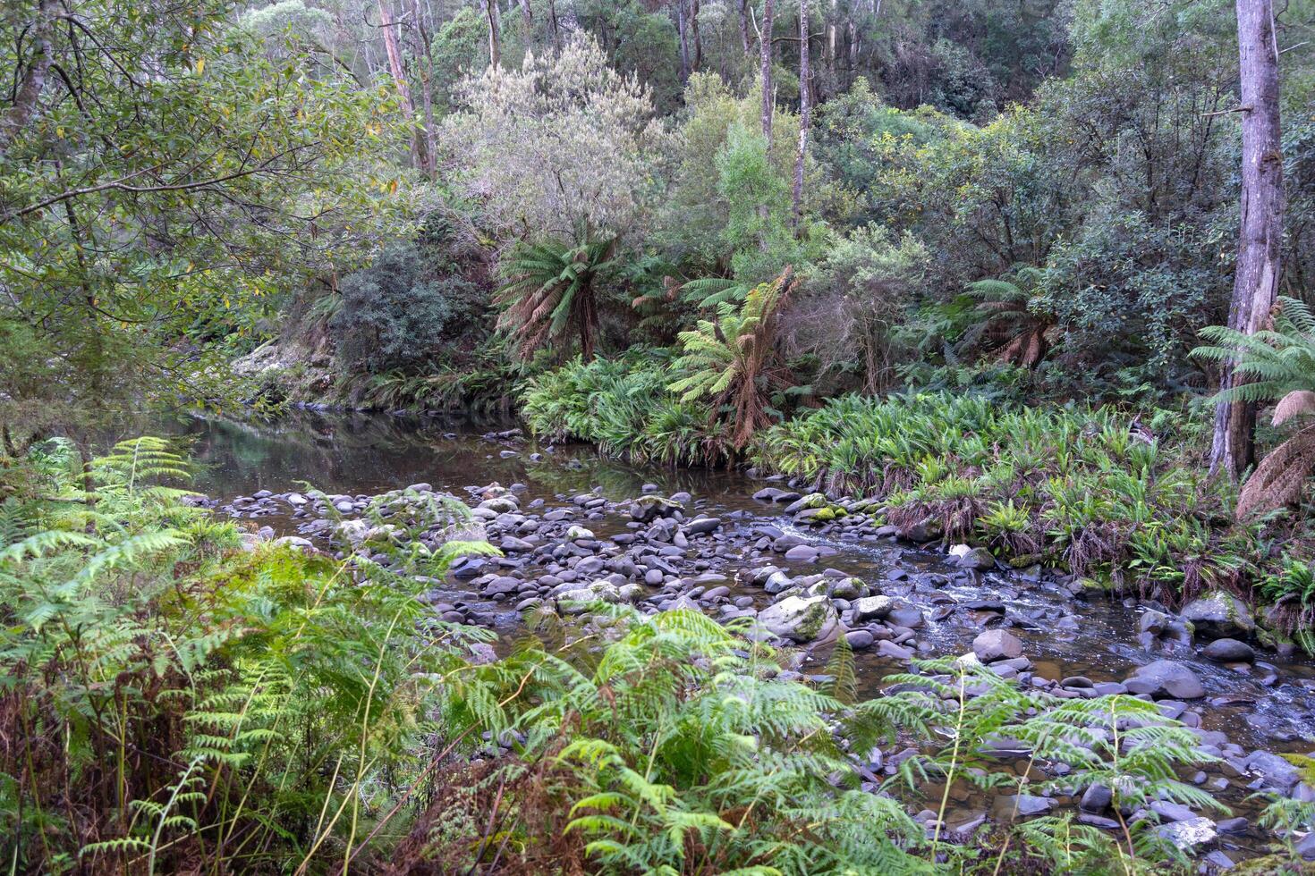 Cumberland River along Kalimna Falls trek, Great Ocean Road, Australia photo