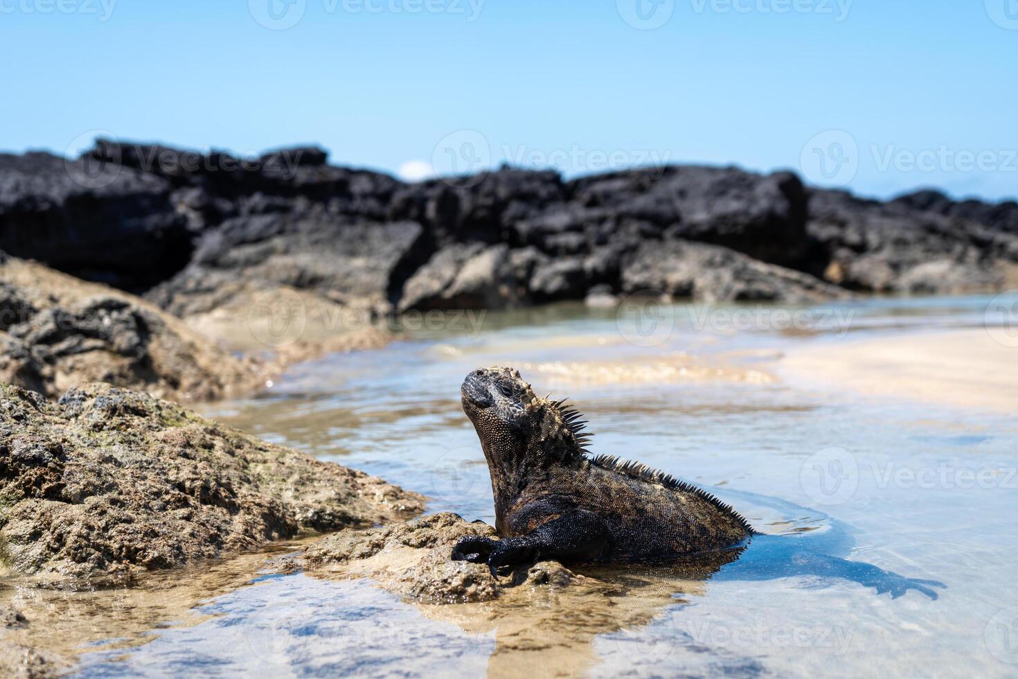 Marine iguana on rocks at Puerto Villamil beach, Galapagos, Ecuador photo