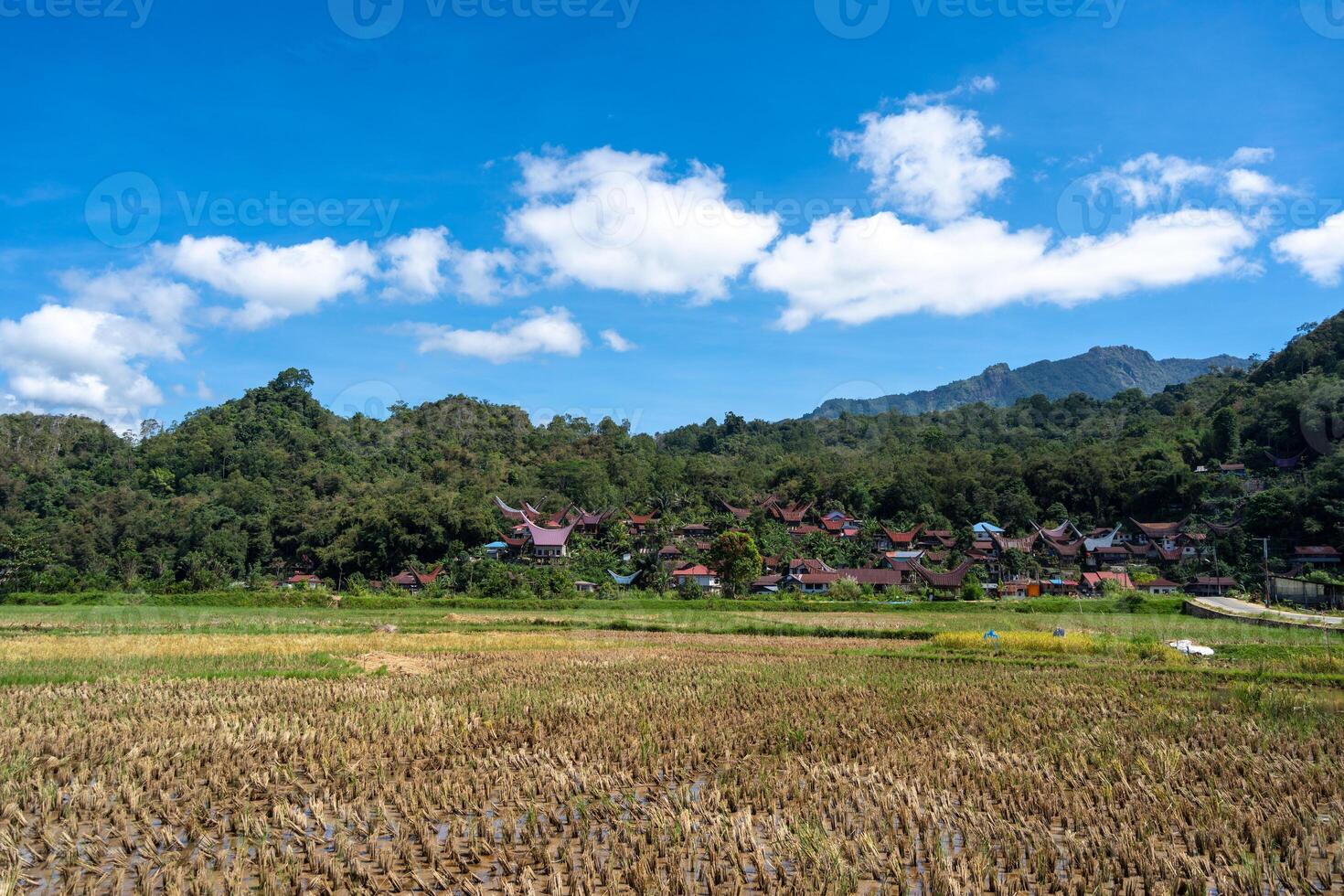 A traditional village with rice fields in Toraja, Sulawesi, Indonesia photo