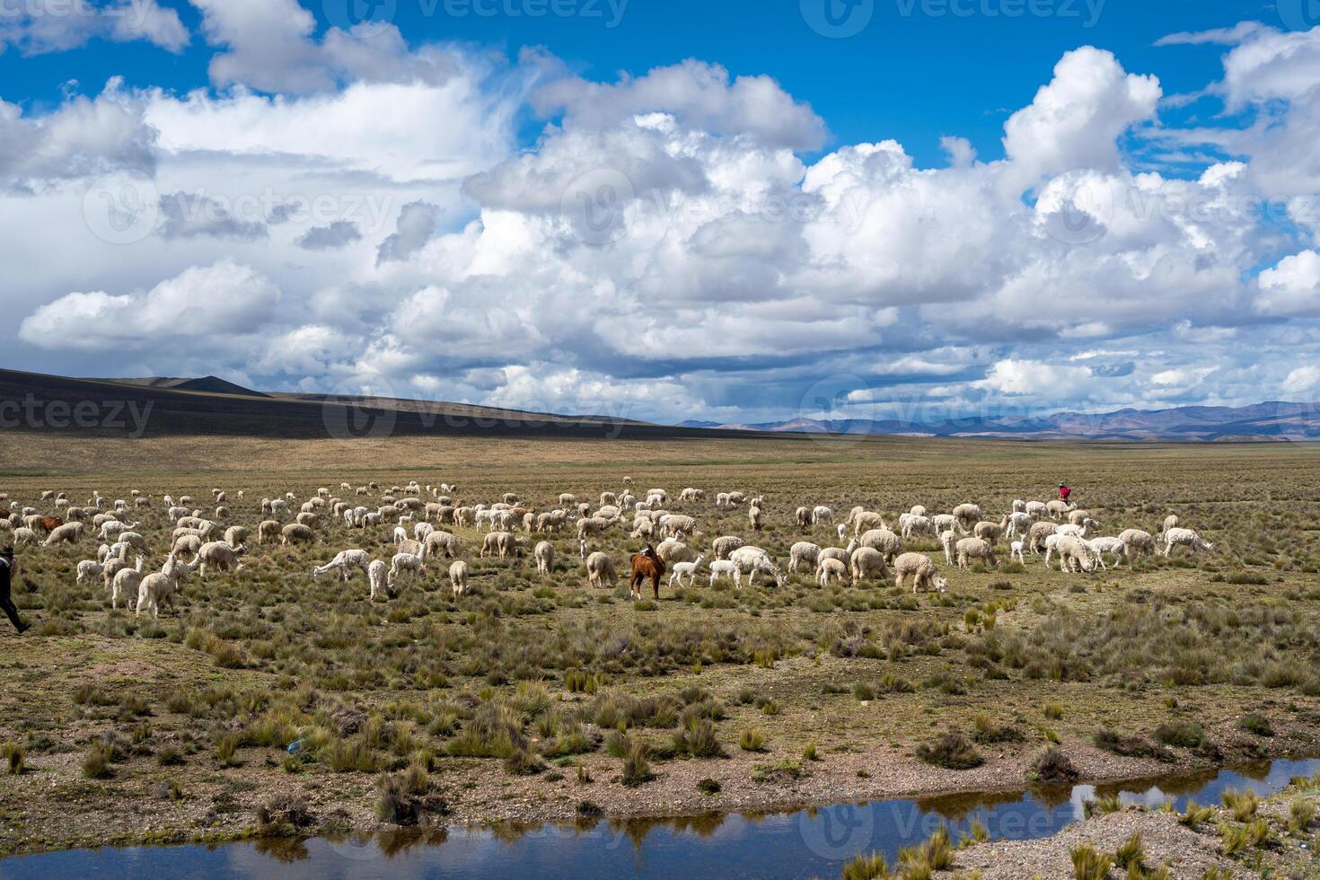 Herd of alpacas and llamas grazing in the highlands of Peru photo