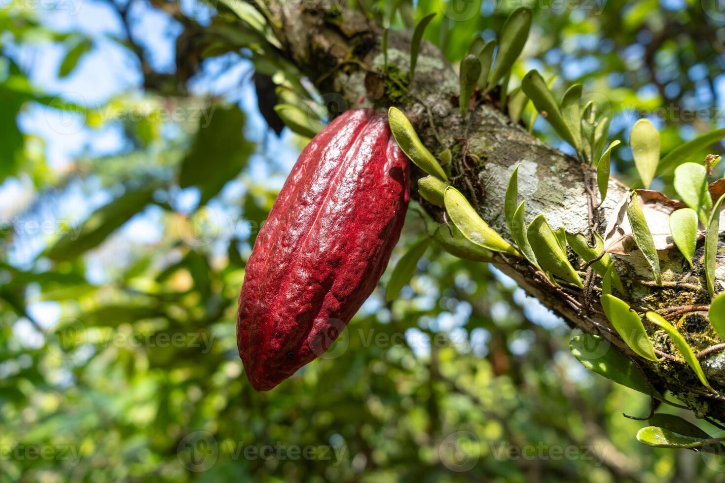 Cacao pod growing in Tentena, Sulawesi, Indonesia tropical forest photo