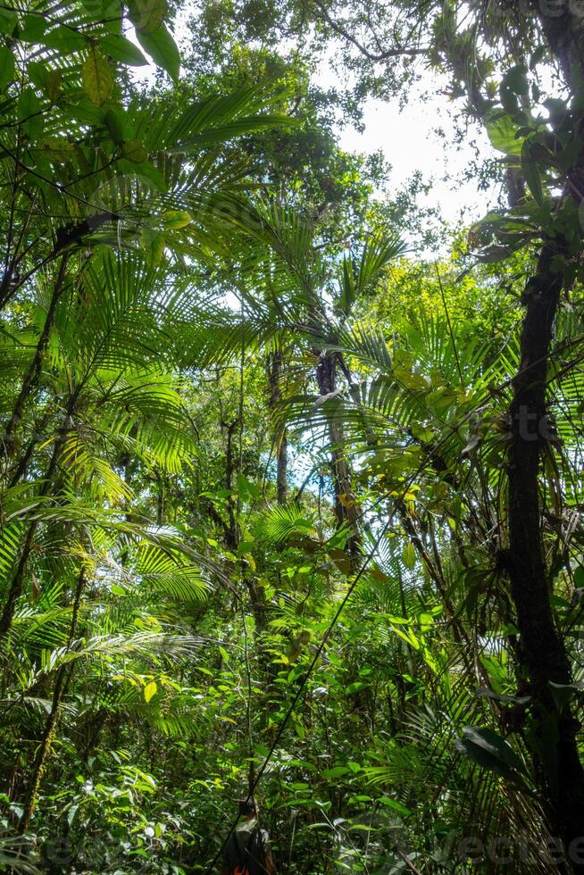 Lush rainforest canopy in Cuyabeno Reserve, Ecuador photo
