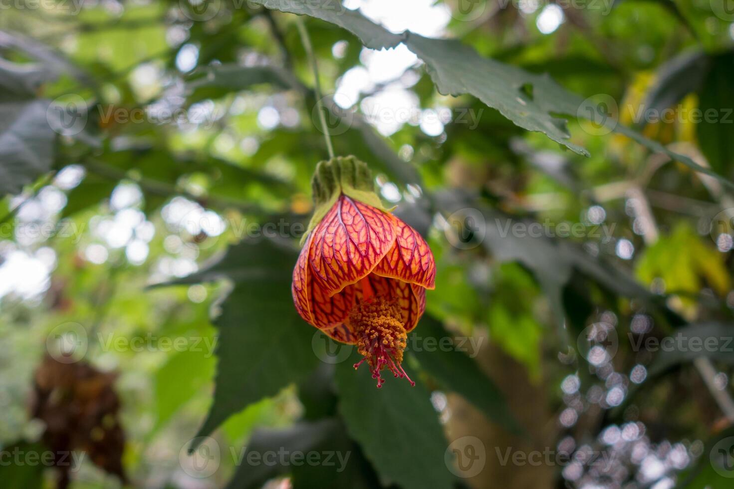Chinese lantern tropical flower with vivid red - orange hues photo