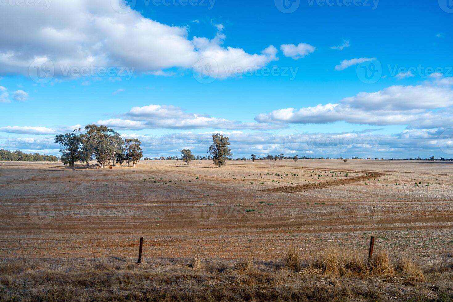 The dry fields and eucalyptus trees under a blue sky in Australia photo