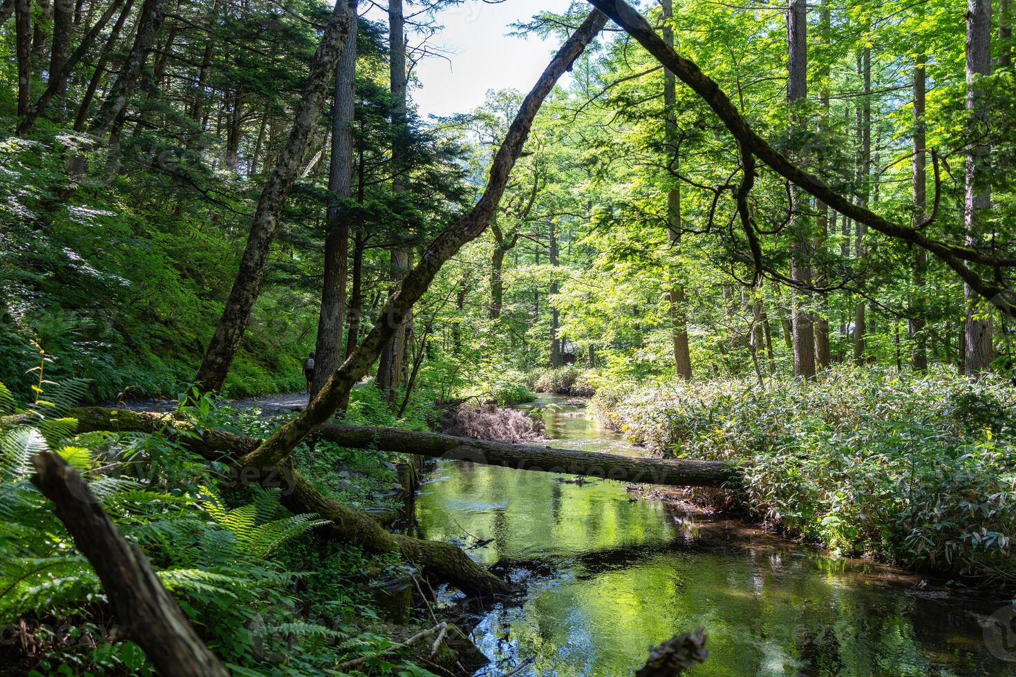 Gokusama wetlands and forest reflections, Kamikochi, Japan photo