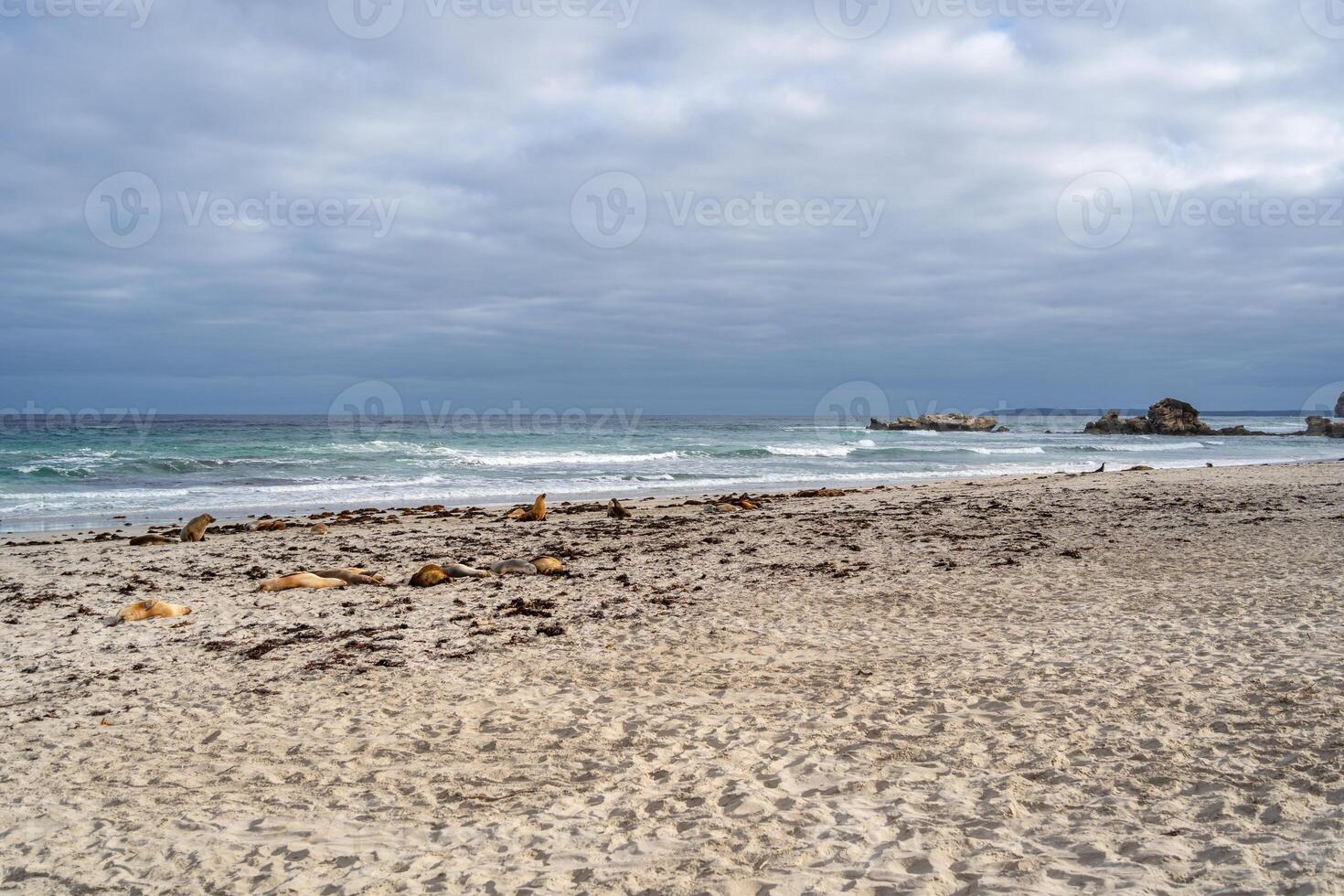group of Seals resting on the sandy beach of Seal Bay, in Kangaroo Island, Australia photo