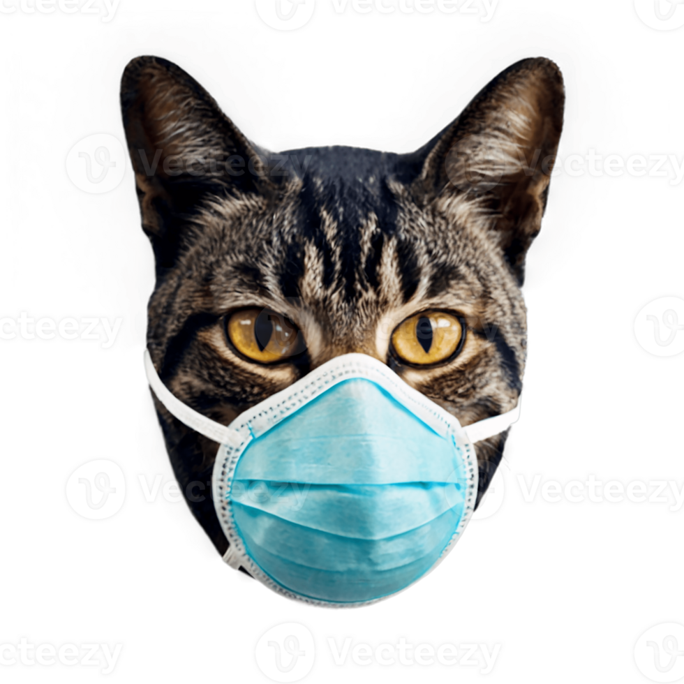Feline with a blue medical mask, presenting a lighthearted view on pet safety and health, capturing attention with its unique and amusing expression png