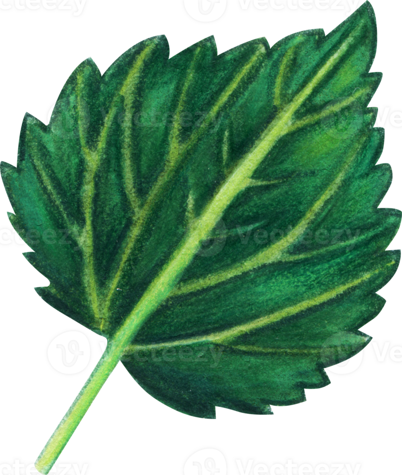 Watercolor hand drawn hops green leaf png