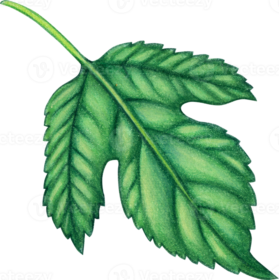 Watercolor hand drawn hops big leaf png