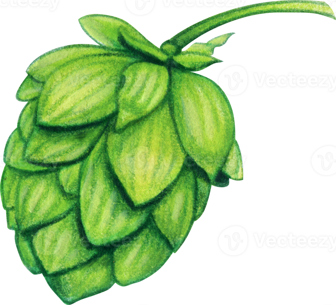 Watercolor hand drawn hops fruitt png