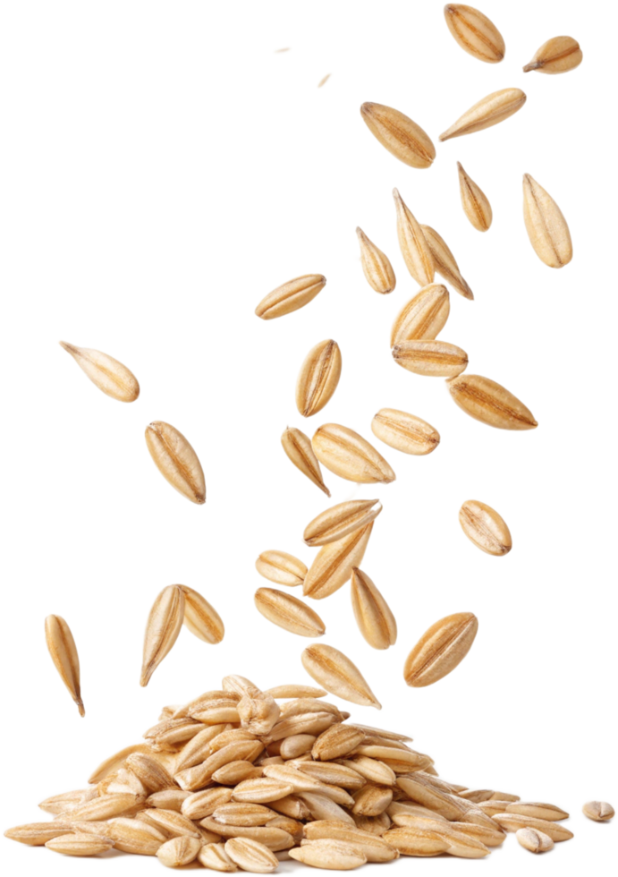 Golden oat grains cascading onto a heap against a Transparant background png
