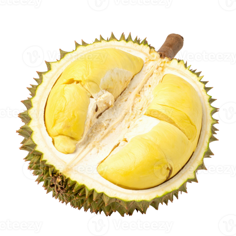 Durian fruit with spiky shell. png