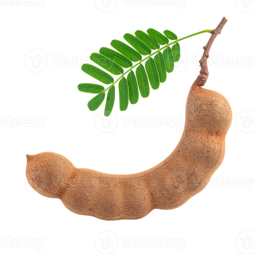 Tamarind pod with green leaf. png
