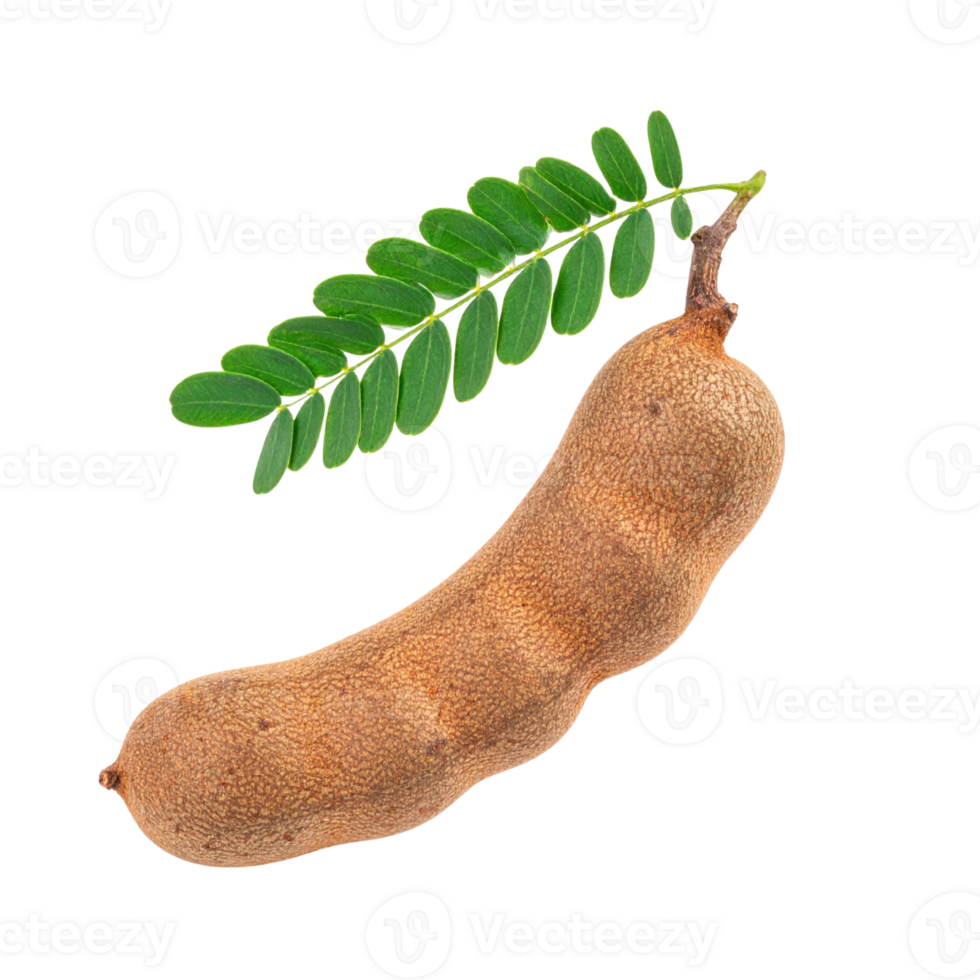 Tamarind pod with green leaves on transparency png