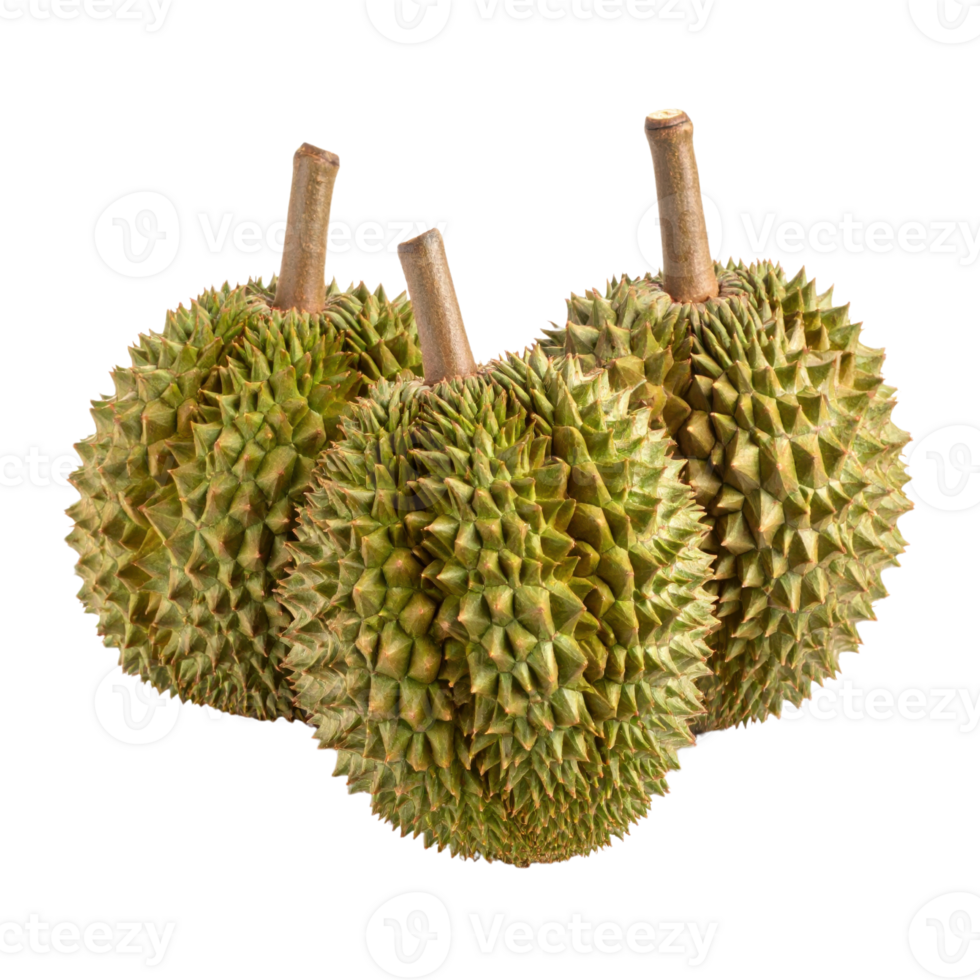 Three spiky durians on transparency background png