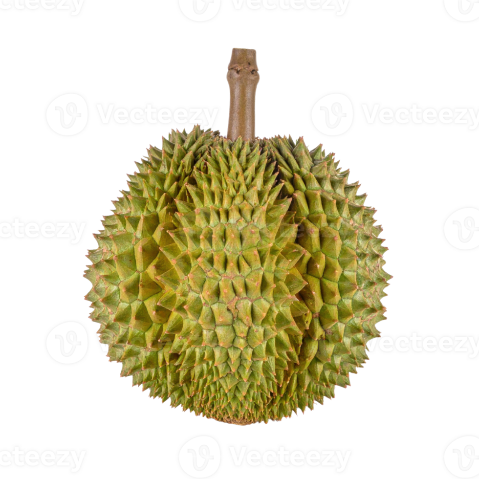 Spiky green durian fruit isolated on transparency background png