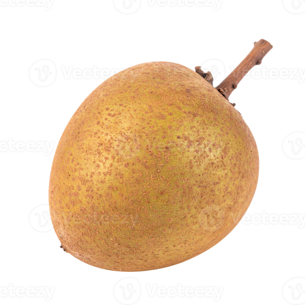 Single fresh sapodilla fruit with stem on transparency background png