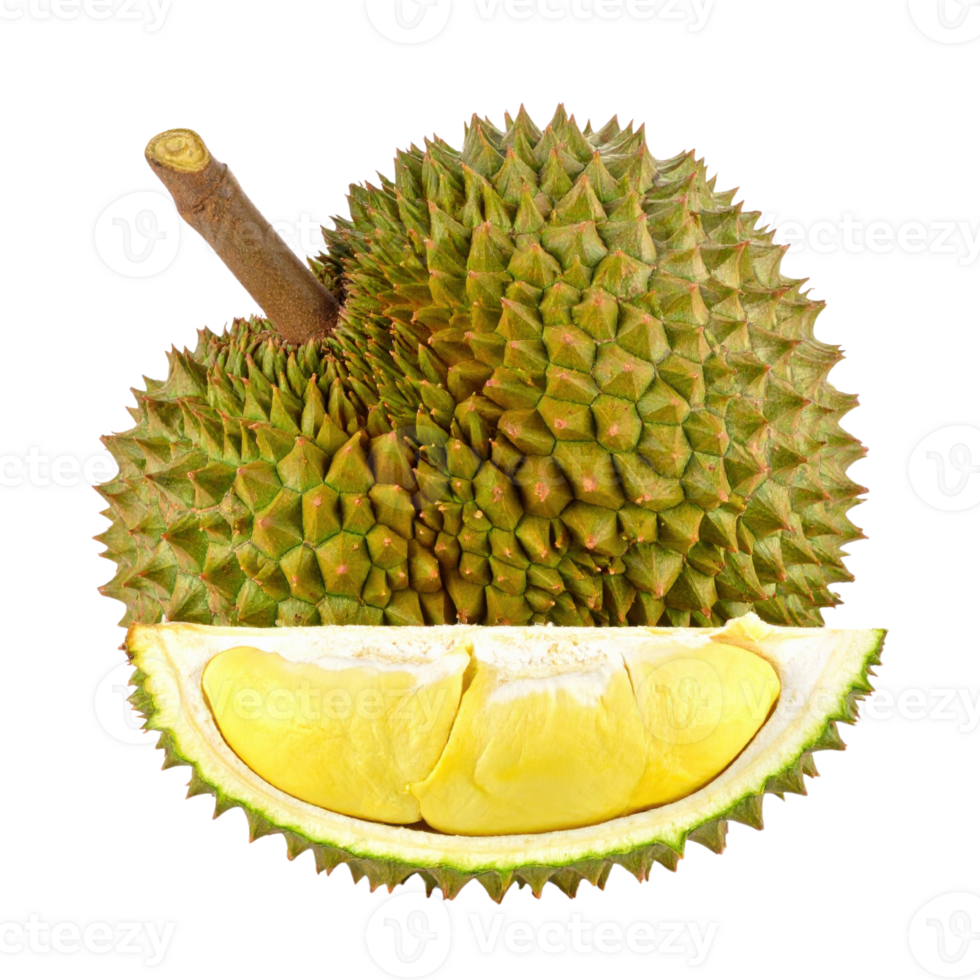 Durian fruit with spiky shell png