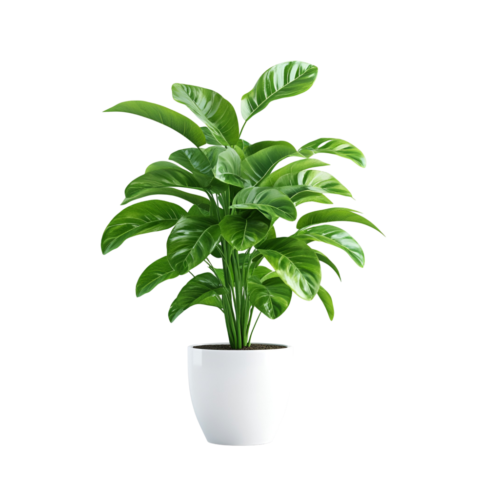 A potted plant with green leaves png