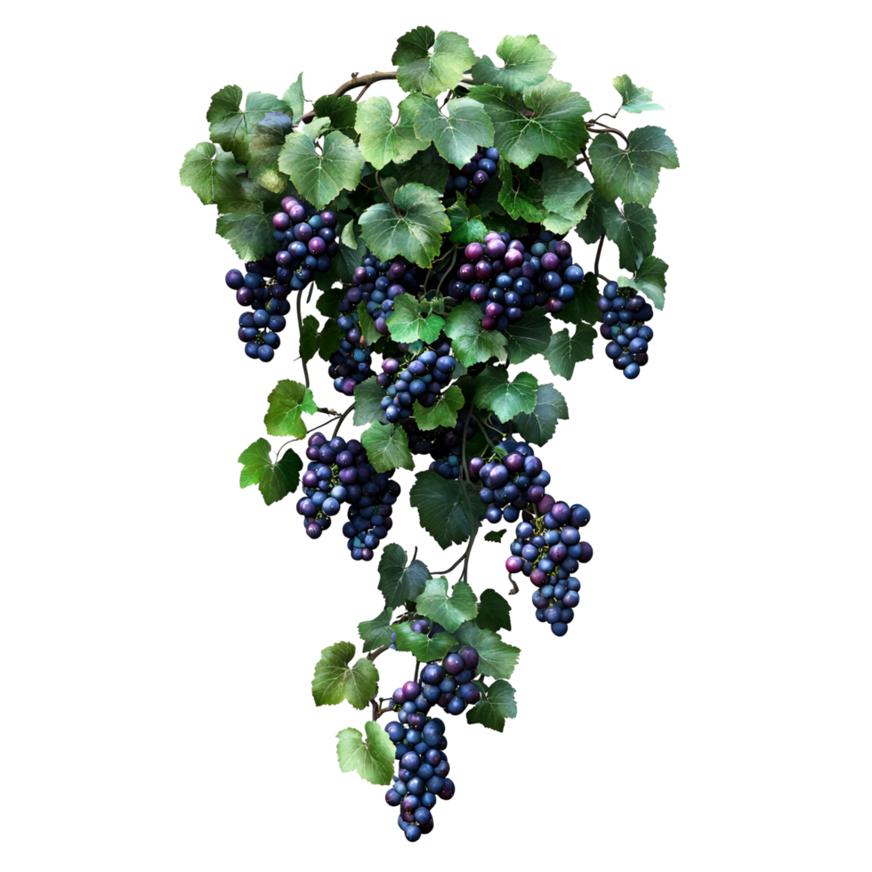 A bunch of grapes on png