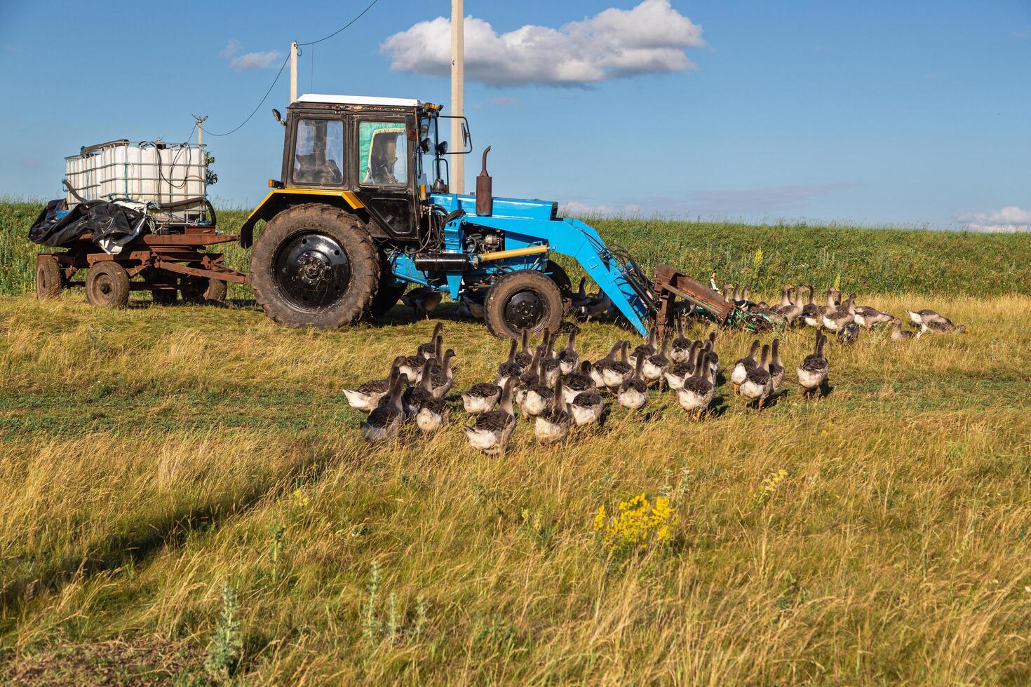 Republic of Tatarstan, Yelabuga - June 27, 2024. Domestic grey geese in the meadow. Grey geese in the grass, poultry, flock of geese photo