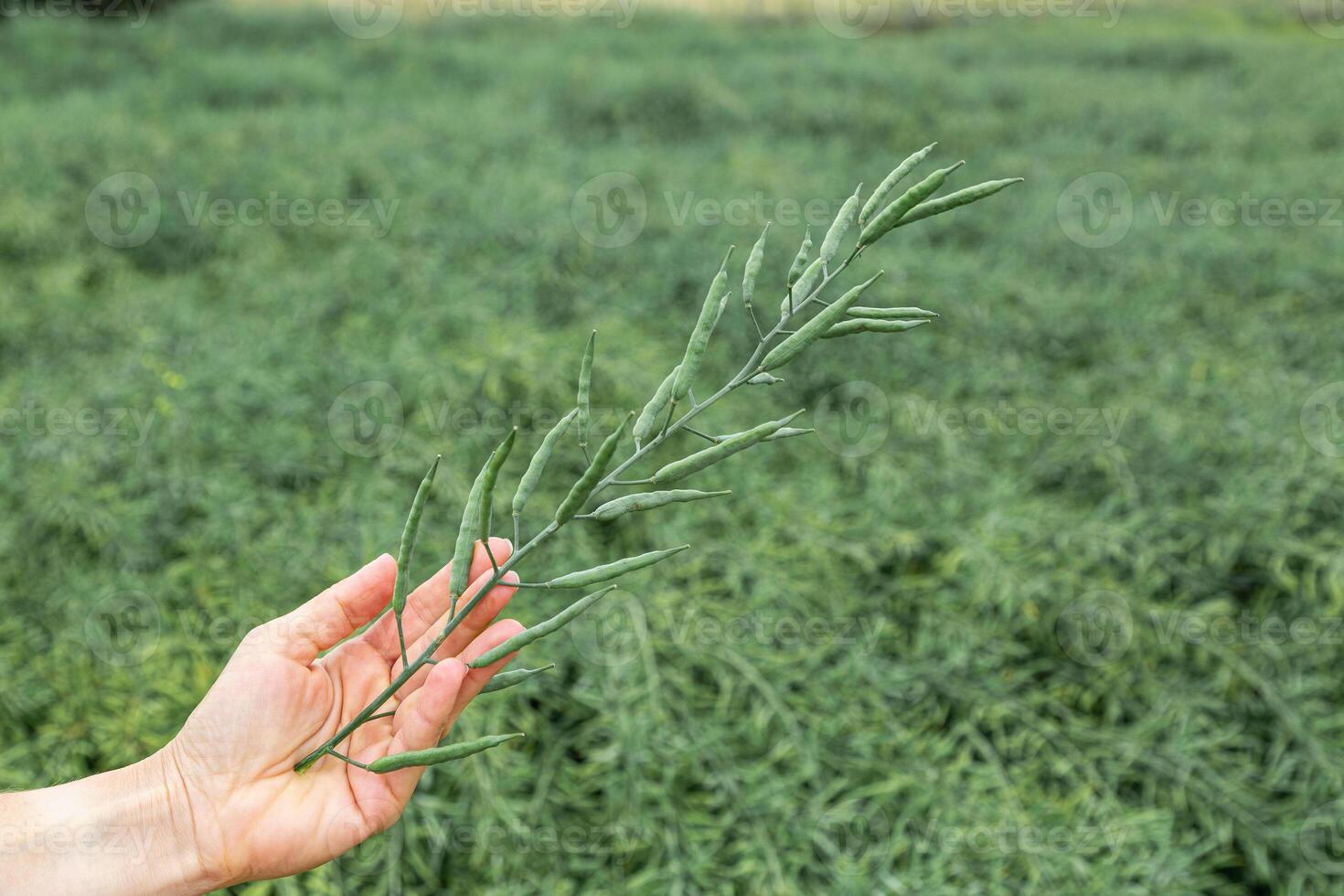 a branch of rapeseed in the farmer's hand against the background of the field photo