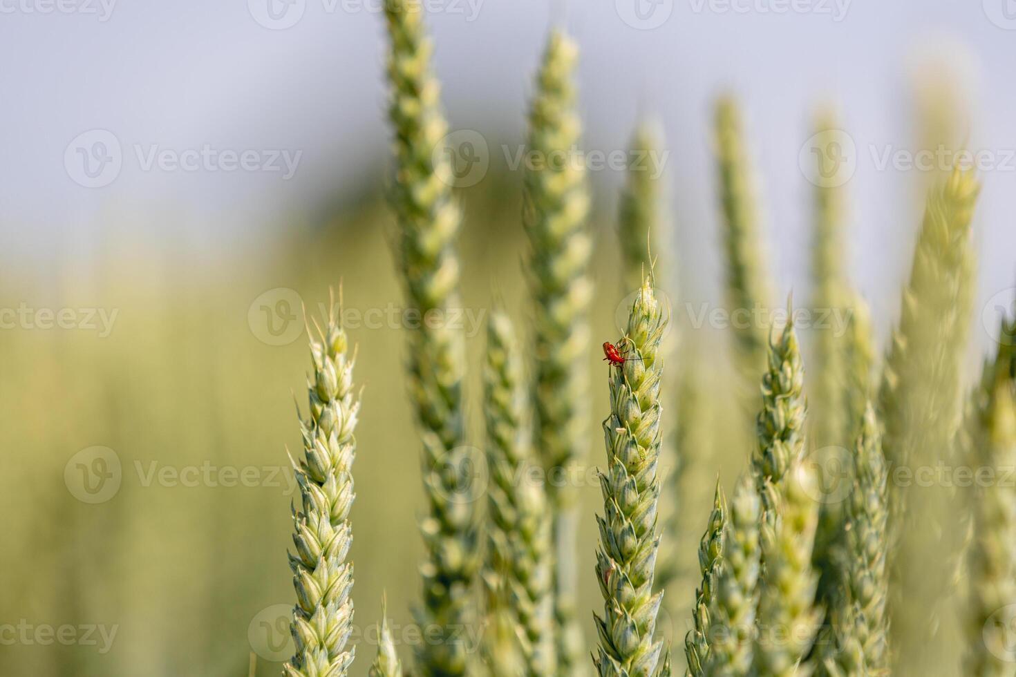 Red soft-bodied beetle on a wheat ear photo