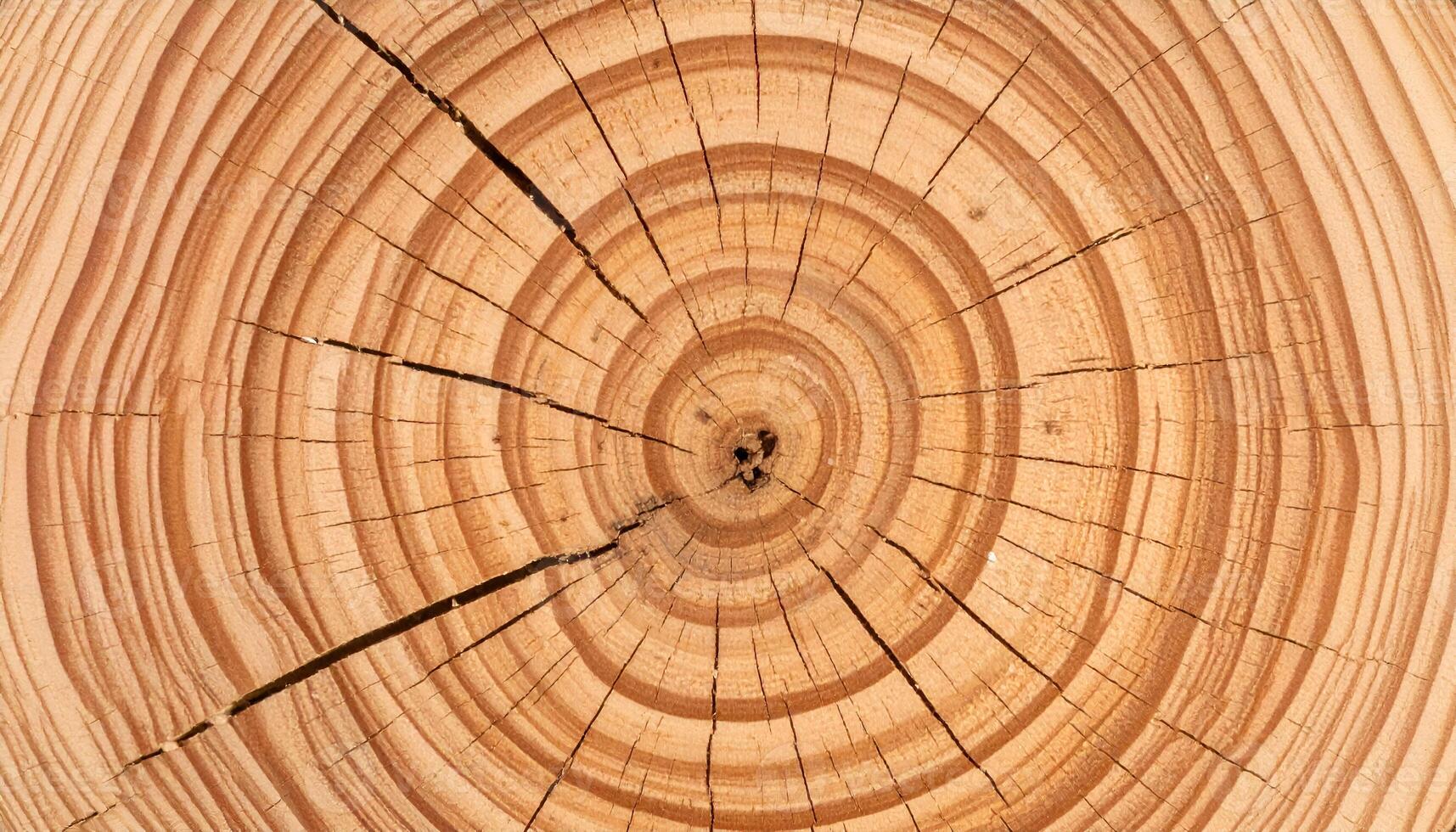 tree ring cross-section macro showing annual growth rings and natural wood grain texture, cracked wood pattern for nature background or aging concept photo