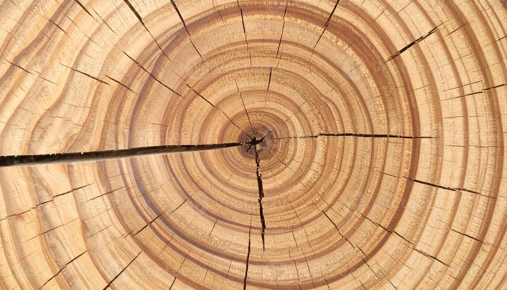 tree trunk cross-section showing detailed annual growth rings and natural cracked wood texture for background, dendrochronology or nature concept photo