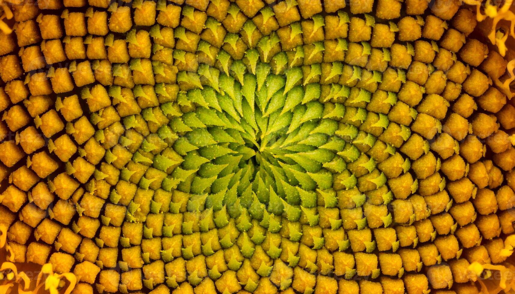 macro close-up of sunflower center displaying Fibonacci spiral pattern, natural geometric symmetry in yellow and green disk florets photo