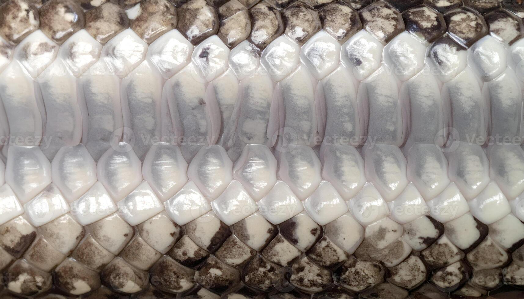 macro texture of snake belly scales with soft curved white patterns and natural skin surface for reptile design or biological study photo