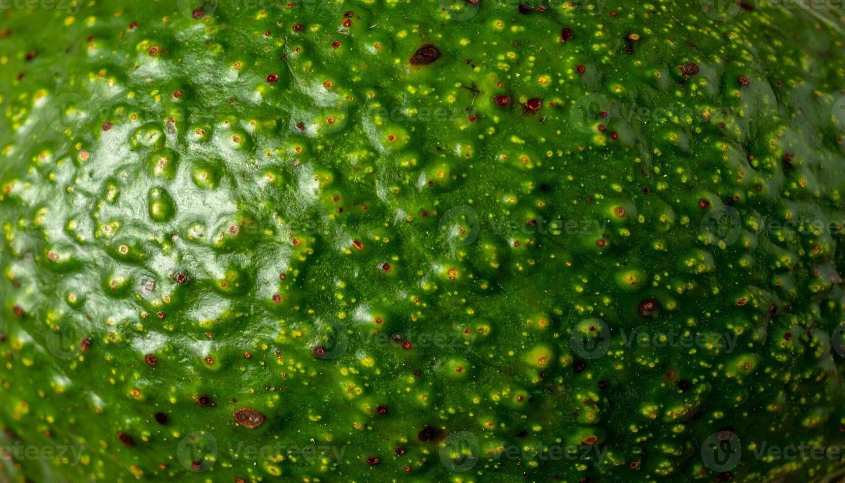 macro close-up texture of pitted green avocado skin surface with natural bumps and pores pattern photo
