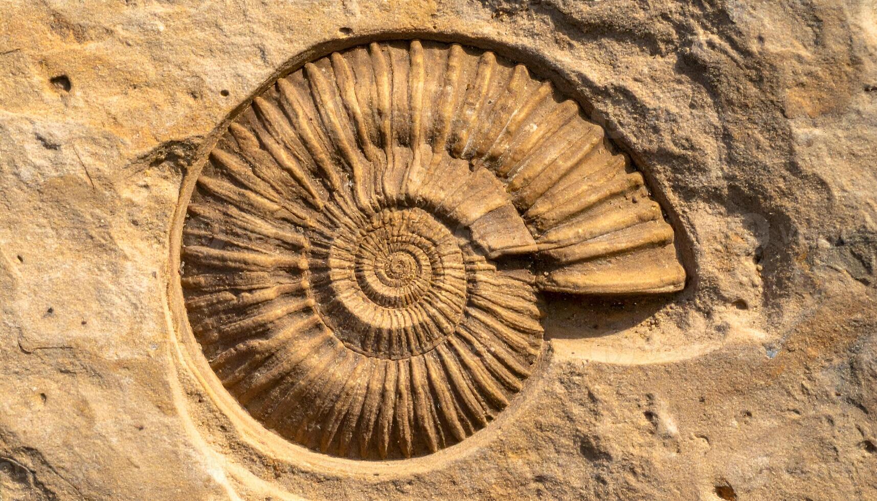ancient fossil shell imprint in textured sandstone rock surface, top view macro of ammonite spiral fossil formation photo