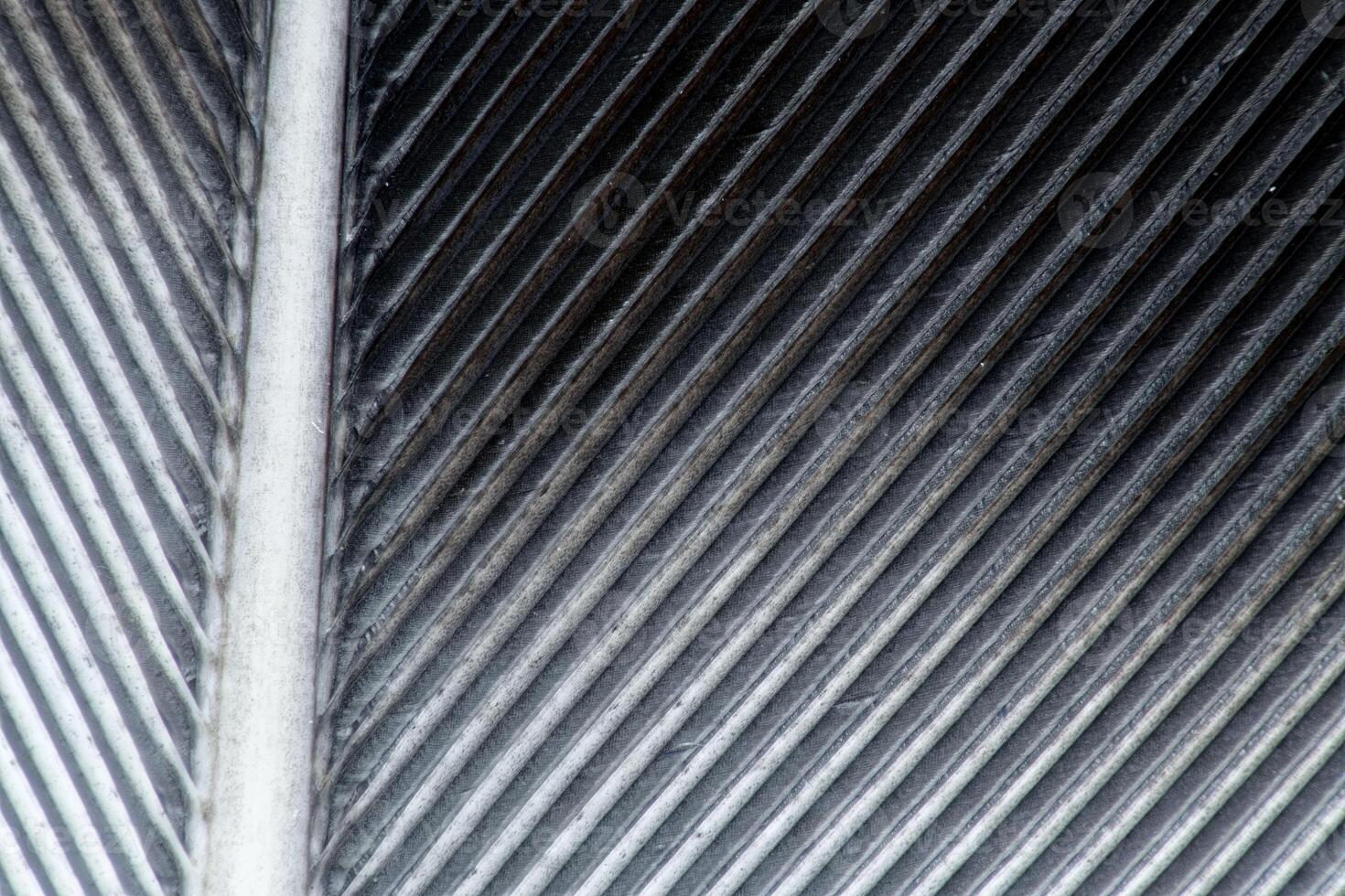 Magpie feather macro image photo