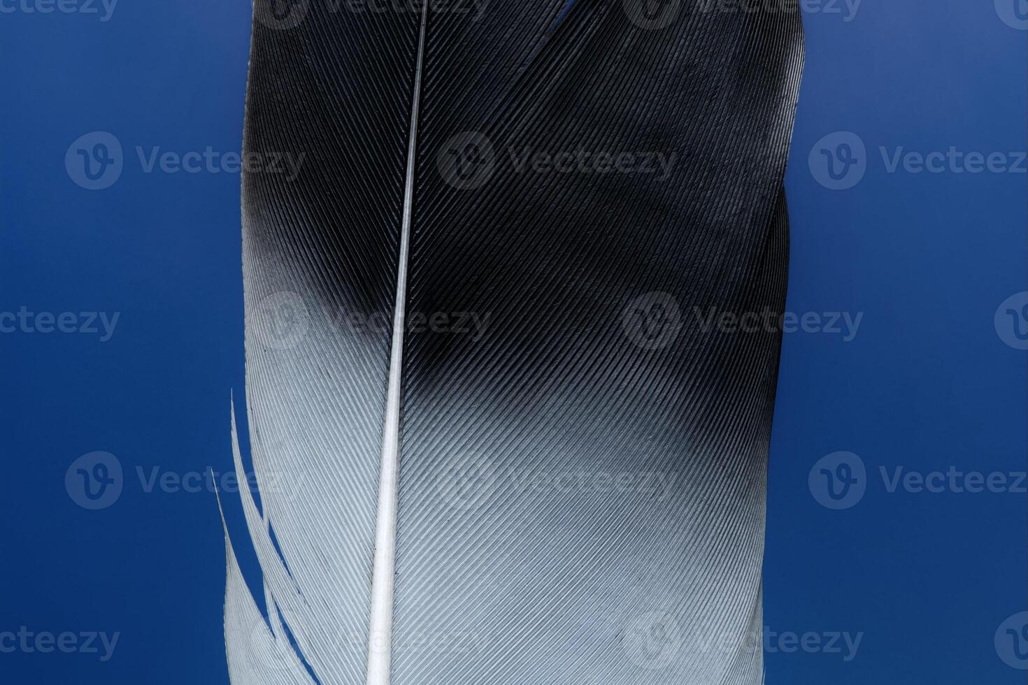 Magpie feather closeup image photo