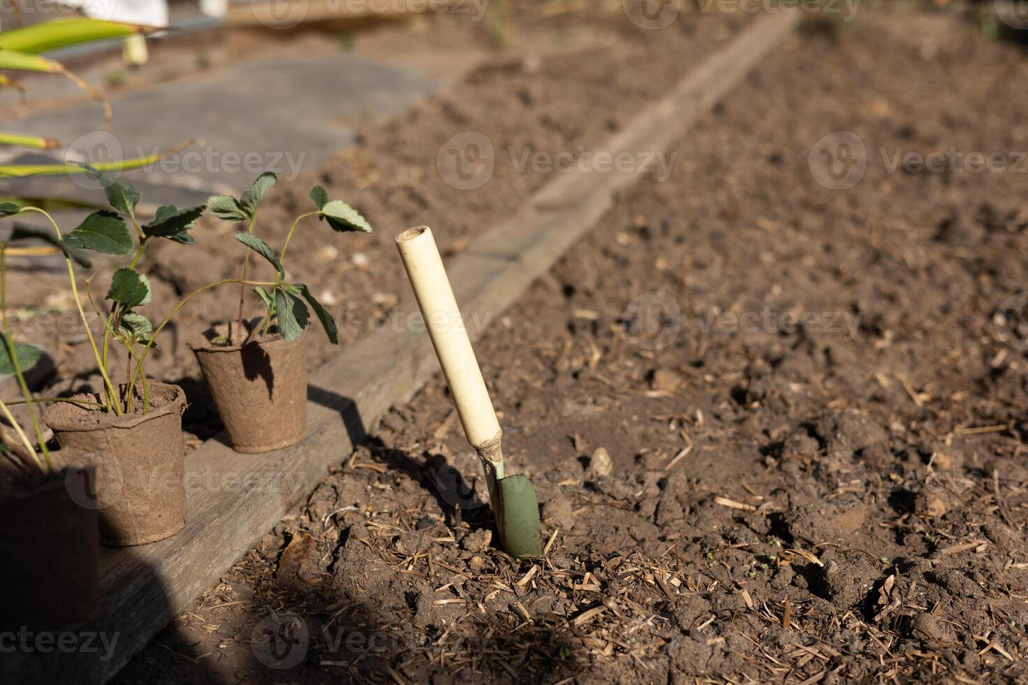 Close up small hand trowel in garden surrounded by strawberry seedlings photo