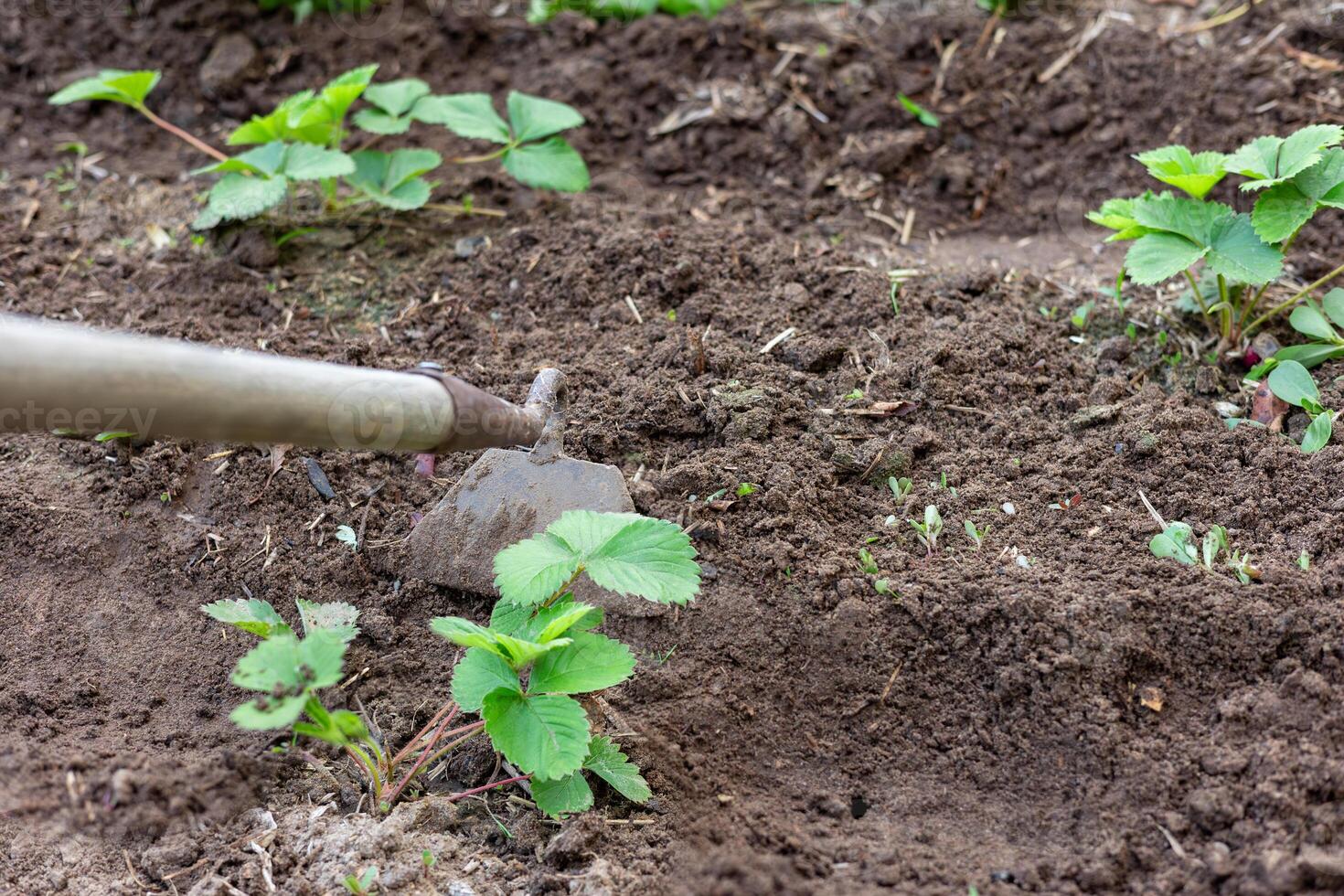 Gardener removing weeds with hoe in strawberry field photo