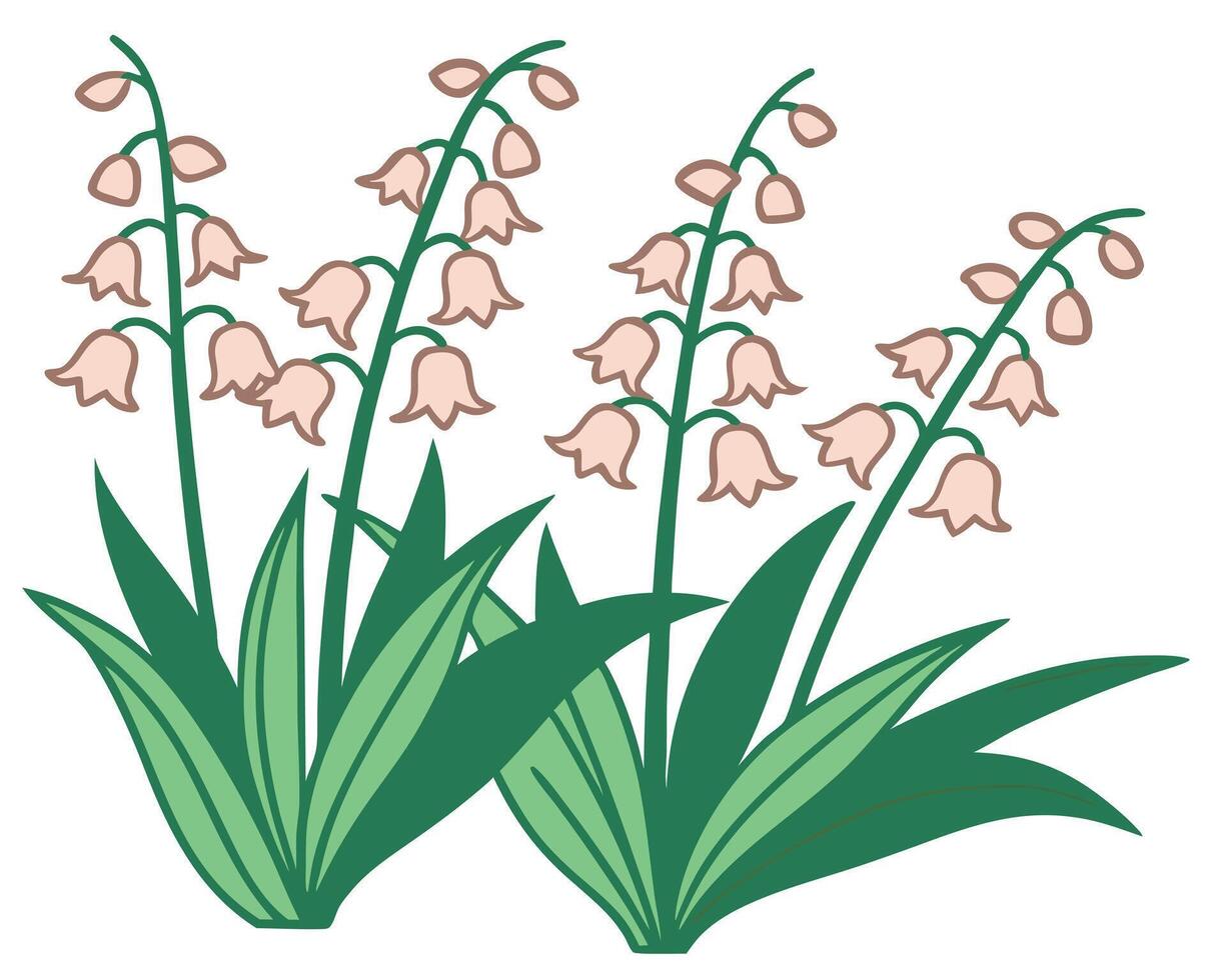 Delicate illustration of lily of the valley flowers with green leaves on white background vector