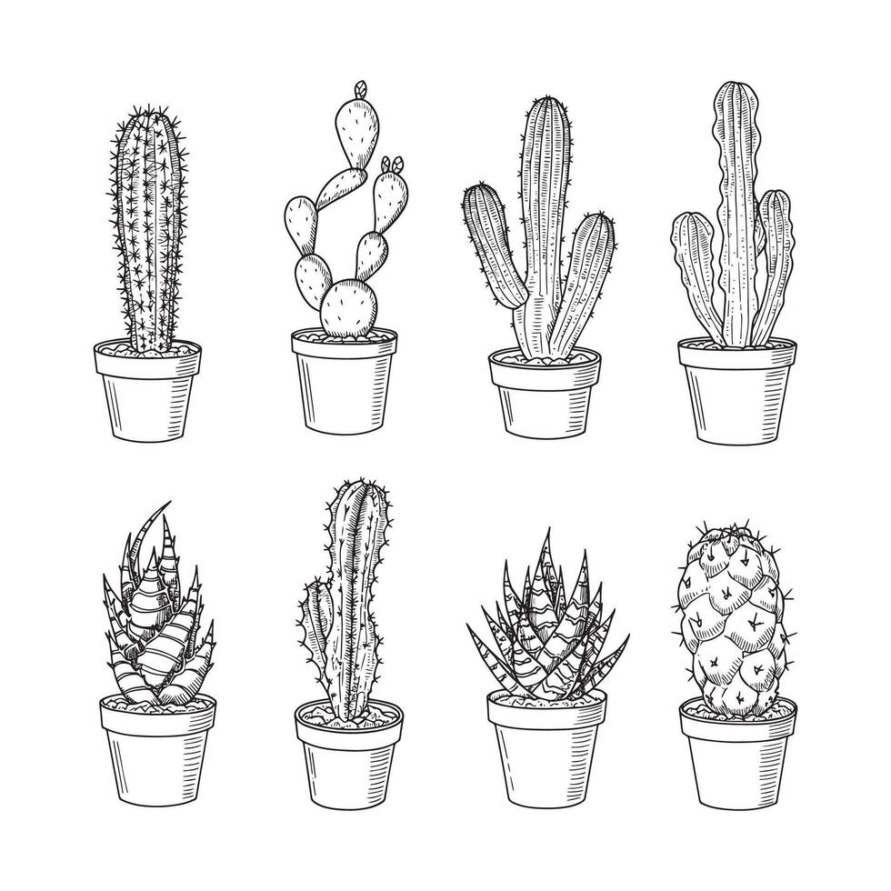 Hand-Drawn Cactus and Succulent Sketch Illustration Set vector