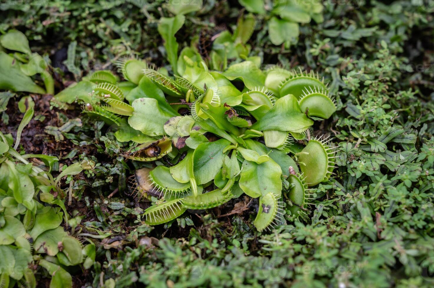 Venus flytrap growing in the nature. The Venus flytrap gets some of its nutrients from the soil, but to supplement its diet, the plant eats insects and arachnids. photo