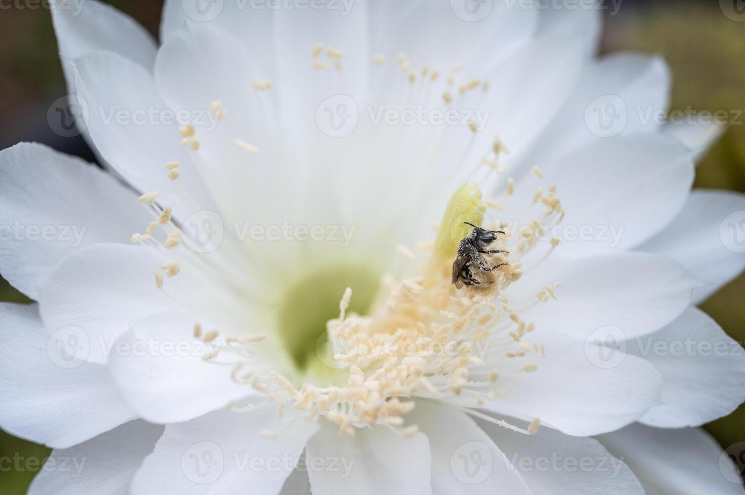 Stingless bee while collecting nectar from cactus flower. photo