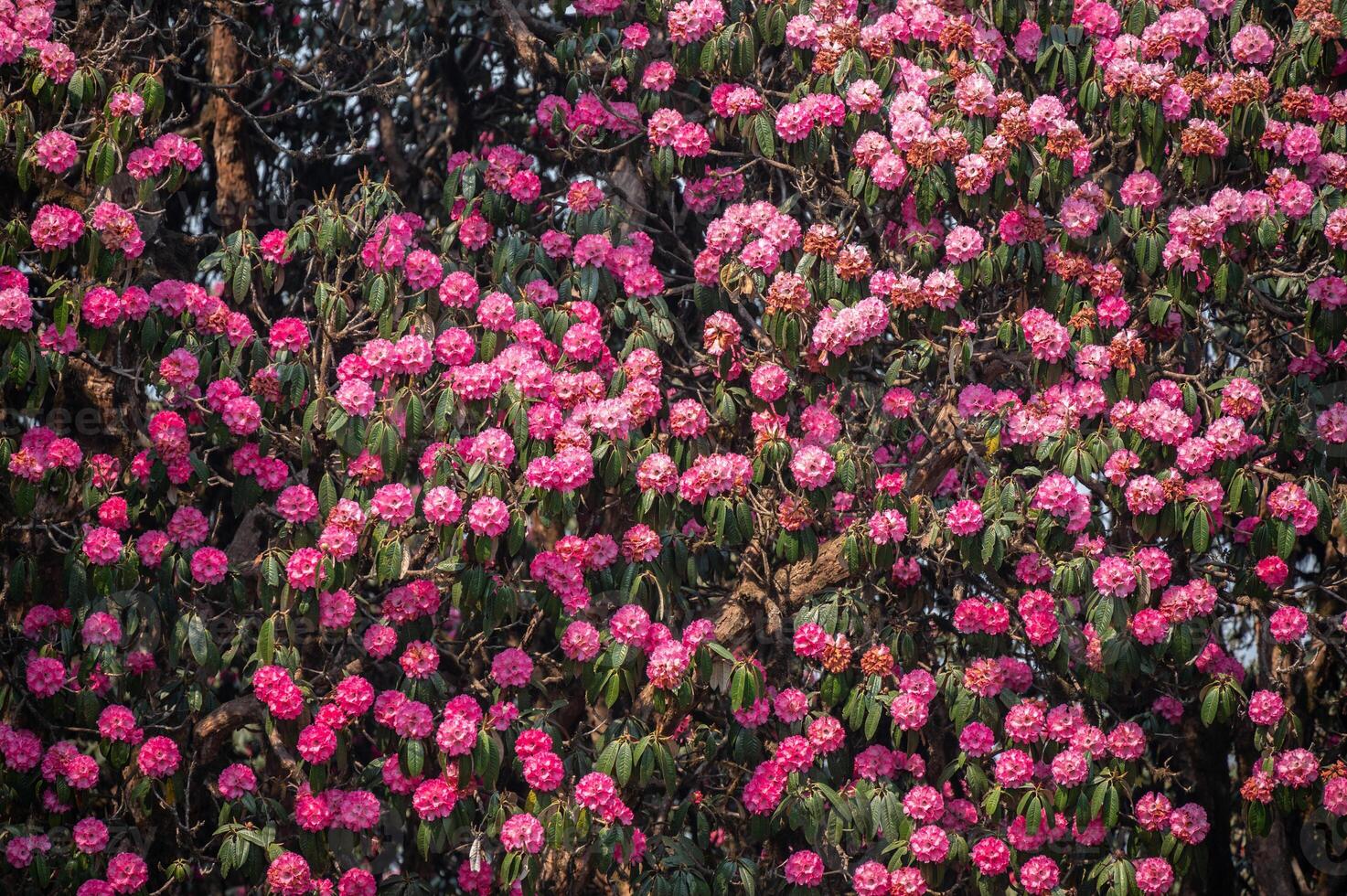 Pink Rhododendron flowers blooming in Annapurna region of Nepal. photo